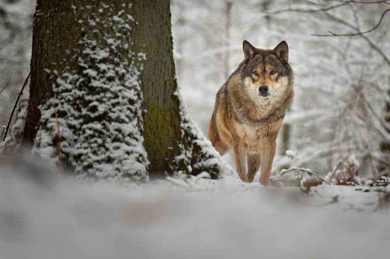 Den Wolf muss man nicht suchen. Wenn er uns besucht, ist er da!