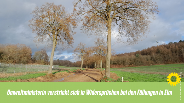 Umweltministerin verstrickt sich in Widersprüchen bei den Fällungen in Elm